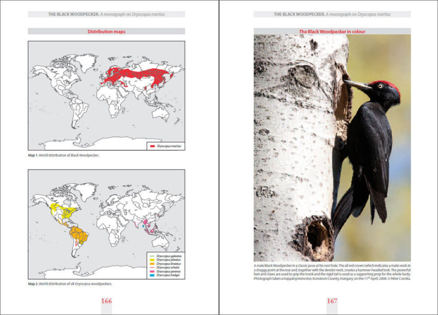 La pàgina de mostra de Black Woodpecker